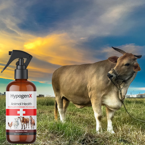 HypogenX Animal Health Göz ve Kulak Temizleme Solüsyonu - 500 mL (Hipokloröz Asit Bazlı) - Görsel 10